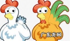 公鸡为什么经常打架 公鸡为什么总打架