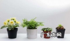 门前摆放铁树有何讲究 门前摆放铁树有何讲究和忌讳