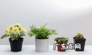 门前摆放铁树有何讲究 门前摆放铁树有何讲究和忌讳