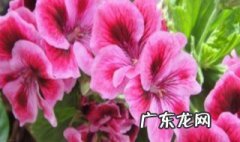 羊粪发酵后可以养花吗 羊粪发酵后可以养花吗视频