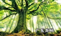 树欲静而风不止,子欲养而亲不待译文是什么 你知道吗？