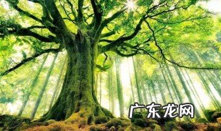 树欲静而风不止,子欲养而亲不待译文是什么 你知道吗?