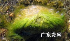 无细胞壁的藻类有哪三种 无细胞壁的藻类有哪三种