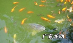 鲤鱼莽子是什么动物 鲤鱼莽子是什么