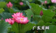 荷花为什么不出枝呢 荷花为什么不出枝