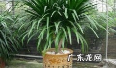 龙血树换盆后多久可以施肥 龙血树换盆上什么底肥