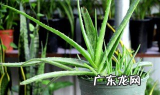 芦荟根上冒出很多嫩芽怎么办呢 芦荟根长霉是什么原因