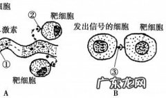 靶细胞是什么调节 靶细胞有什么作用