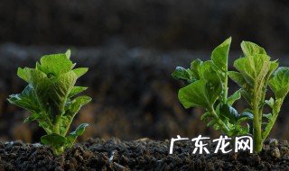 植株矮化什么原因 植株矮化什么原因?