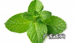 阳台种植什么种子 阳台适合种什么种子
