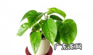 绿萝水培为什么会发黄 绿萝水培发黄是怎么回事