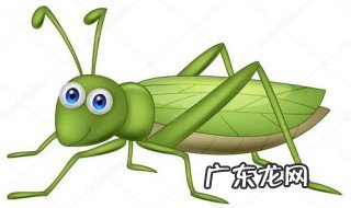 蚱蜢喜欢吃什么昆虫 蚱蜢喜欢吃什么的