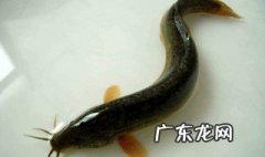 鲤鱼会吃泥鳅鱼吗 鲤鱼吃泥巴吗