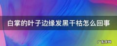 白掌的叶子边缘发黑干枯怎么回事 白掌的叶子边缘发黑干枯怎么回事儿