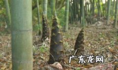 竹笋的多种做法 竹笋的多种做法大全