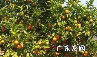 5月可以种什么水果树 5月能种植什么水果树