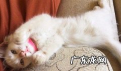 猫逃掉怎么办 猫逃走怎么样会回来