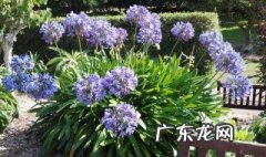 适合室内养的香花有哪些图片 适合室内养的香花有哪些