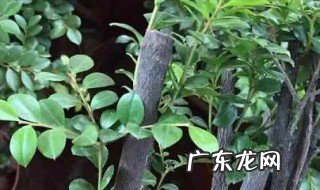 如何让黑骨茶长新芽 如何让黑骨茶发芽
