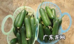 楼顶种黄瓜用什么盆种 楼顶种黄瓜怎么种