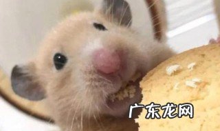 仓鼠要吃什么粮食 仓鼠吃什么粮食最好