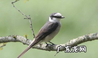 雏鸟一般都吃什么东西 雏鸟一般都吃什么东西好