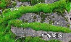 门口有青苔怎么除掉? 门口青苔很多怎么办
