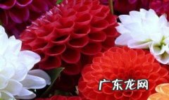 大丽花根能吃吗?怎么吃 大丽花根茎能吃吗