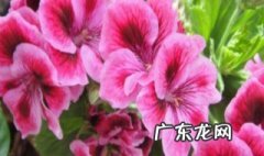 养花一句话经典感悟句话经典感悟 养花一句话经典感悟