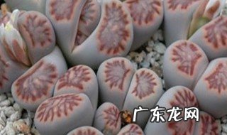 种植多肉用多大的盆比较好 种多肉用多大的盆适合