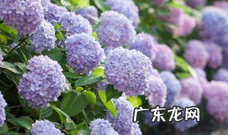 绣球生长缓慢怎么办呢 绣球生长缓慢怎么办