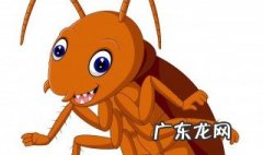 新房子有小蟑螂怎么办 新房出现了蟑螂怎么办
