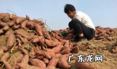 红薯地用什么药杀地下虫 红薯用什么药治地下害虫好