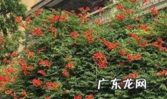 凌霄花盆栽能爬满墙吗图片 凌霄花盆栽能爬满墙吗