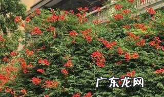 凌霄花盆栽能爬满墙吗图片 凌霄花盆栽能爬满墙吗