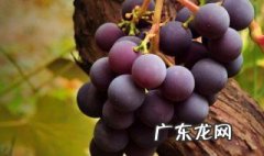 女生吃葡萄的好处 葡萄的好处