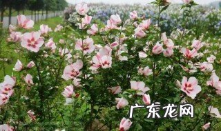 木槿花盆栽好还是地栽好 木槿花盆栽好还是地栽好看