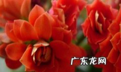 长寿花移盆后几天能晒太阳吗 盆栽长寿花移植后注意事项