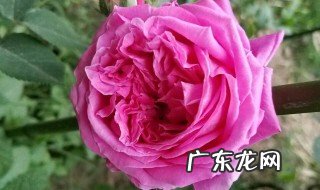 月季接种时应注意哪两方面 月季接种时应注意哪两方面的问题