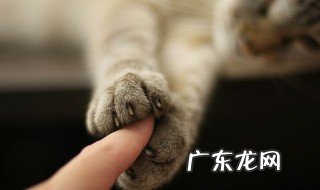 给猫咪剪指甲注意什么 给猫咪剪指甲注意什么问题