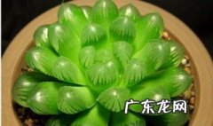 在宿舍养花有什么好处 在宿舍养花有什么需要注意的地方