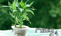 卧室里放什么水培植物好养活 卧室里放什么水培植物好