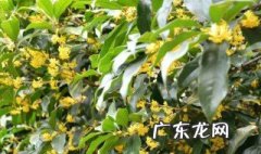 桂花施肥应注意 桂花的施肥