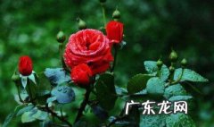 月季盆栽移植注意事项和方法 月季盆栽移植注意事项