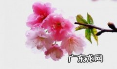 用春色满园写一句话怎么写 用春色满园写一句话