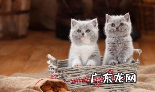 小猫能吃什么东西 小猫能吃什么