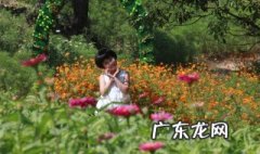 小蜜蜂花丛中飞呀是什么歌 小蜜蜂在花丛中飞舞