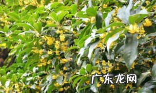 桂花怎么养护好 桂花怎么养护和注意事项