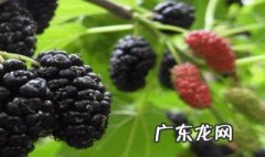 桑果酒如何泡制 桑果酒怎么泡才更香