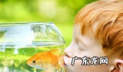养小金鱼怎么养 养小金鱼怎么养啊